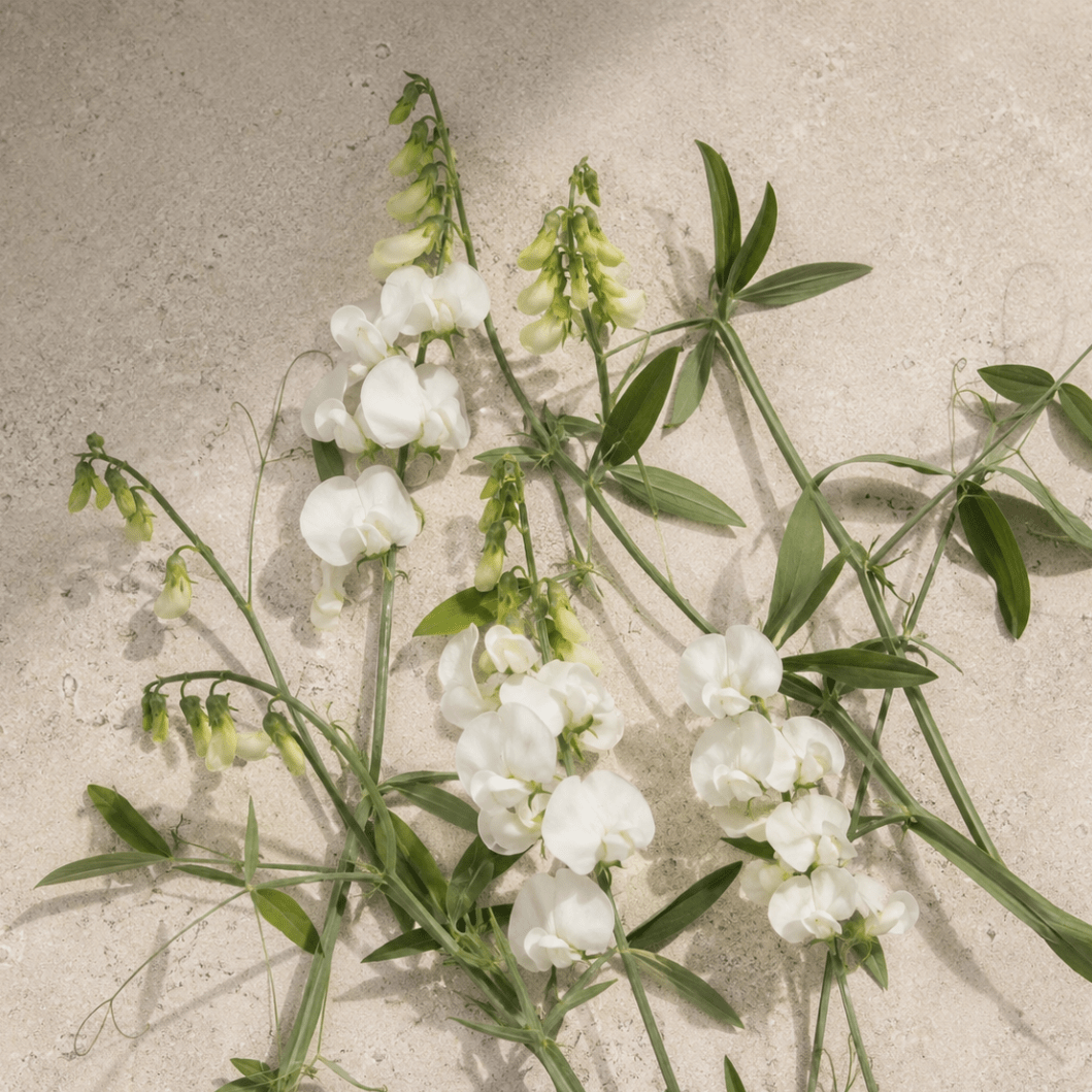 Rosenvial 'White Pearl' – Fröer för snittblomsodling