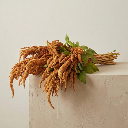 Amarant 'Hot Biscuits'