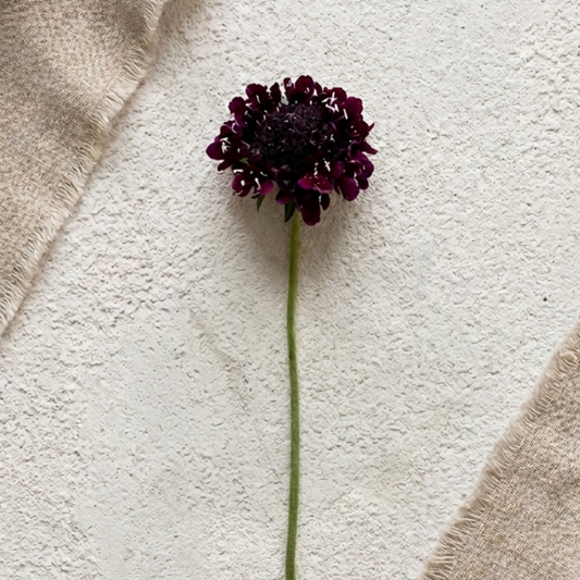 Praktvädd 'QIS Black Purple'