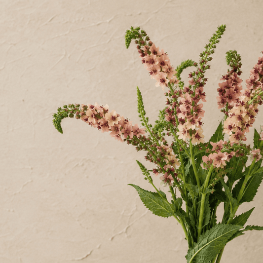 Kungsljus 'Southern Charm' – Fröer för snittblomsodling