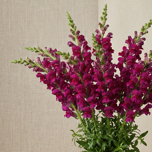 Lejongap 'Potomac Royal'