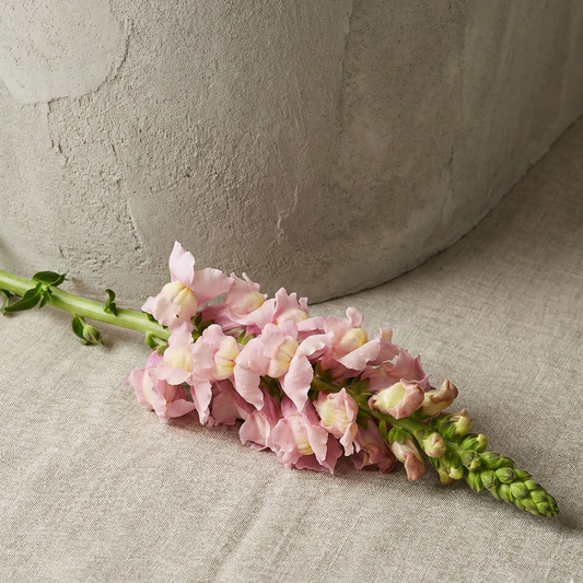 Lejongap 'Toulon Lavender IV-V F1'