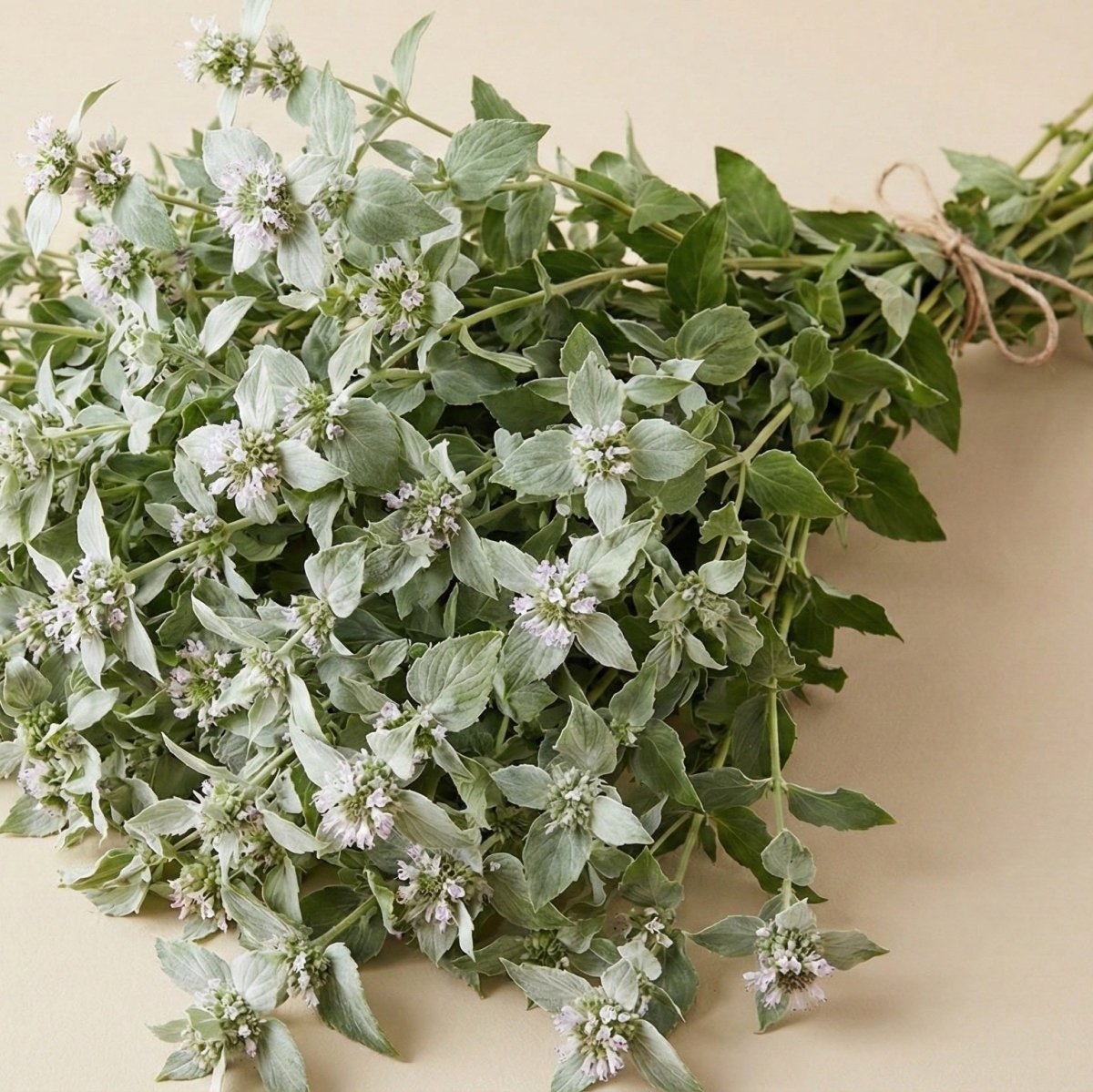 Bergsmynta 'Silverleaf Mountain Mint' – Fröer för snittblomsodling