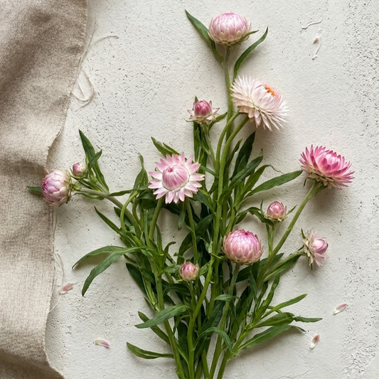 Jätteeternell 'Silvery Rose'