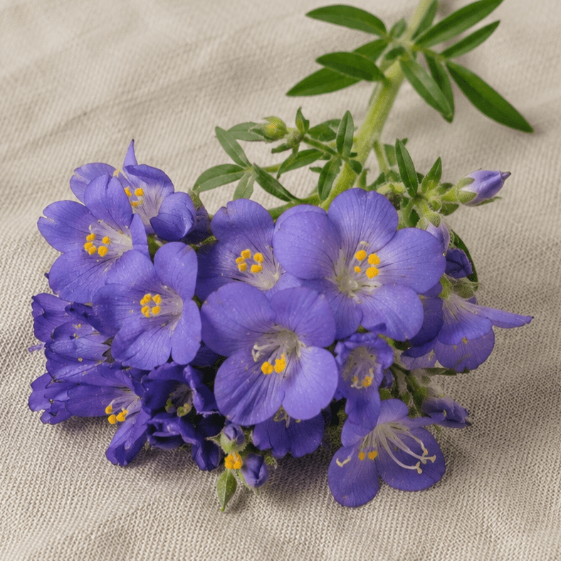 Blågull – Fröer för snittblomsodling