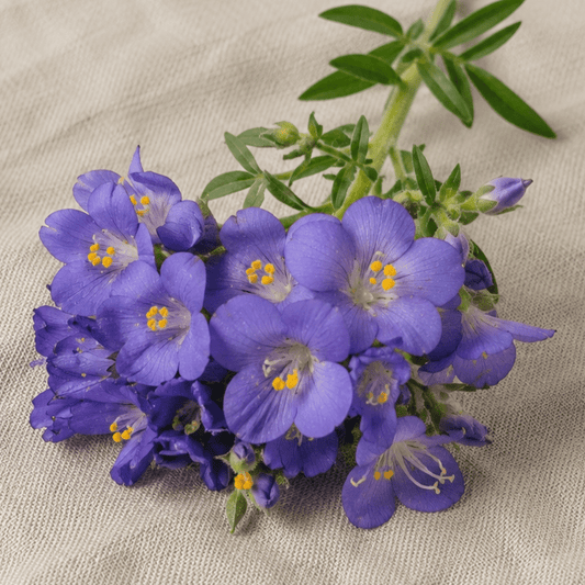 Blågull – Fröer för snittblomsodling