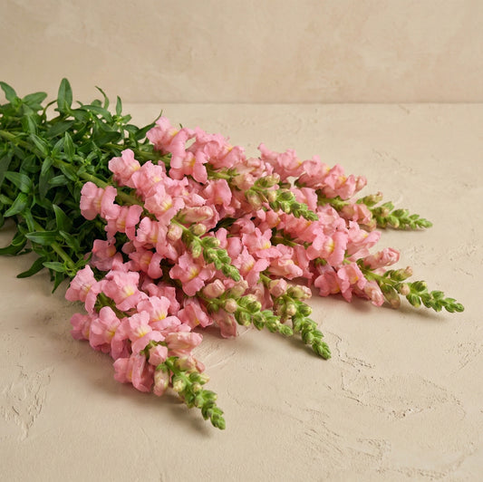 Lejongap 'Rocket Pink'