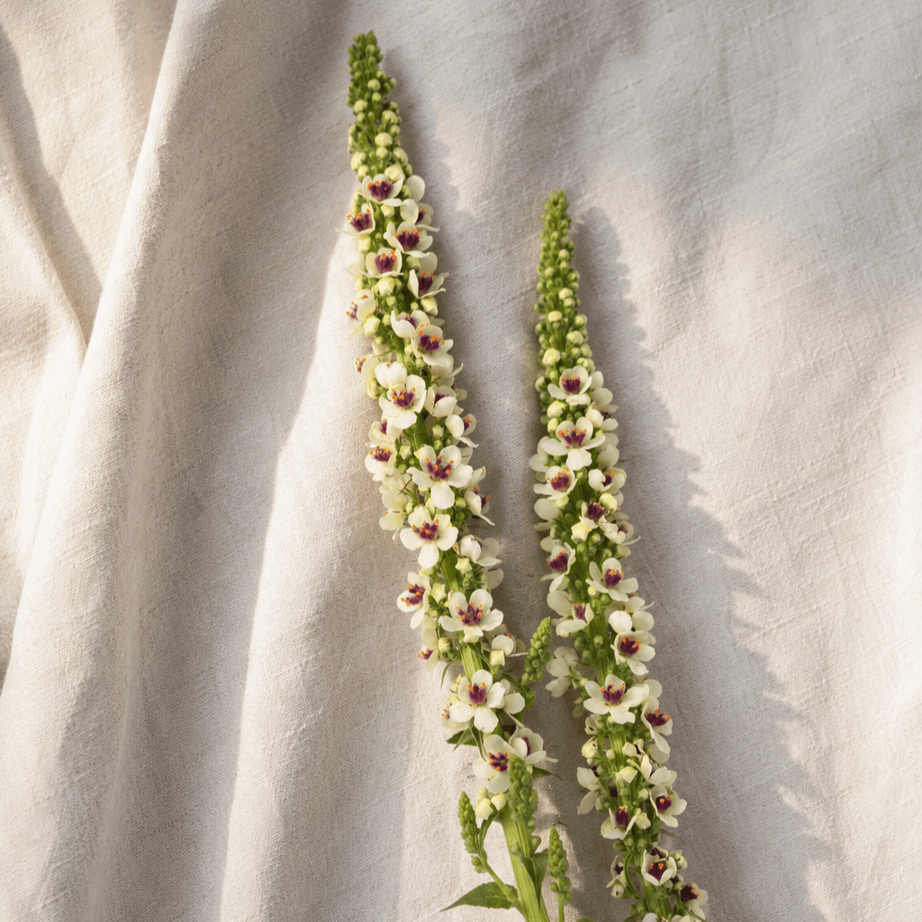 Kungsljus 'Album' – Fröer för snittblomsodling