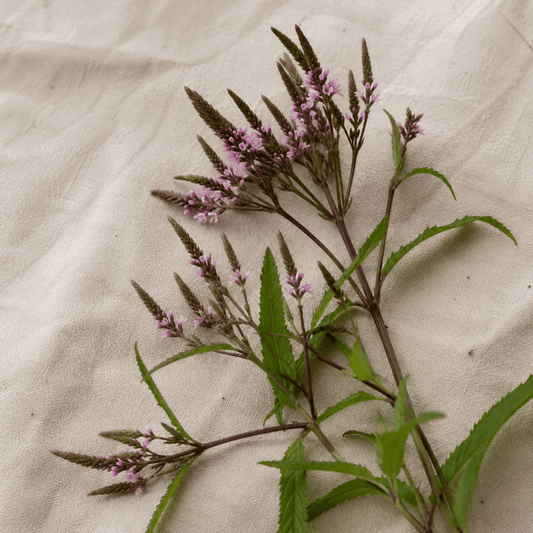 Blåverbena 'Pink Spires' – Fröer för snittblomsodling