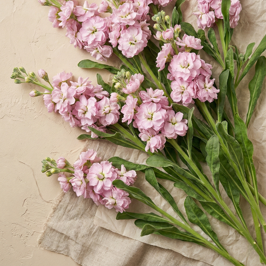 Lövkoja 'Iron Cherry Blossom'