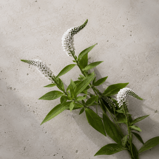 Vitlysing – Fröer för snittblomsodling