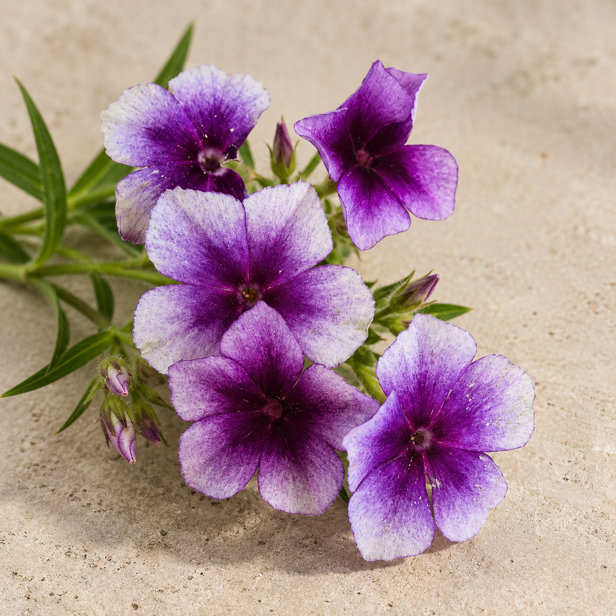 Sommarflox 'Blueberry Swirl'