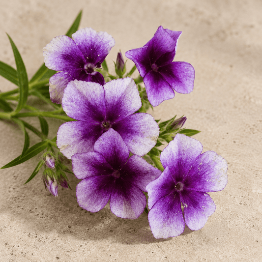 Sommarflox 'Blueberry Swirl' – Fröer för snittblomsodling