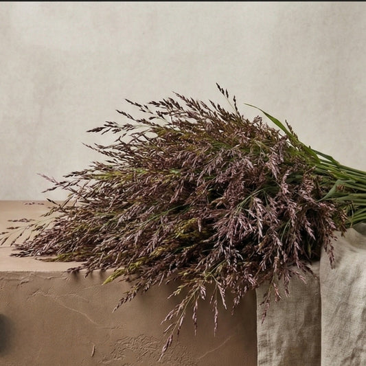 Fontängräs 'Umbrella' Brunt