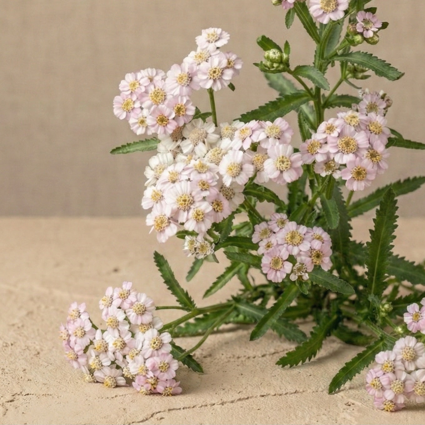 Alpin röllika 'Love Parade'