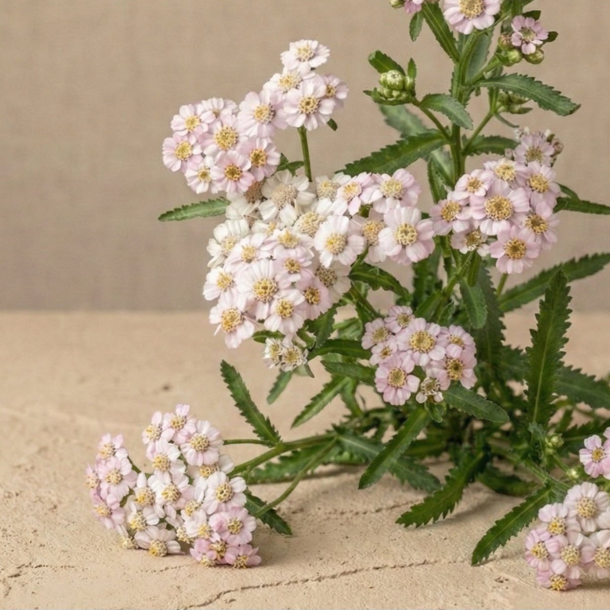 Alpin röllika 'Love Parade' – Fröer för snittblomsodling