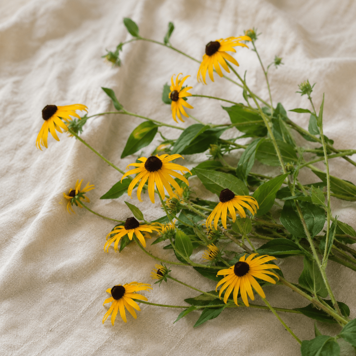 Strålrudbeckia – Fröer för snittblomsodling