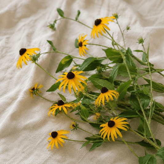 Strålrudbeckia – Fröer för snittblomsodling