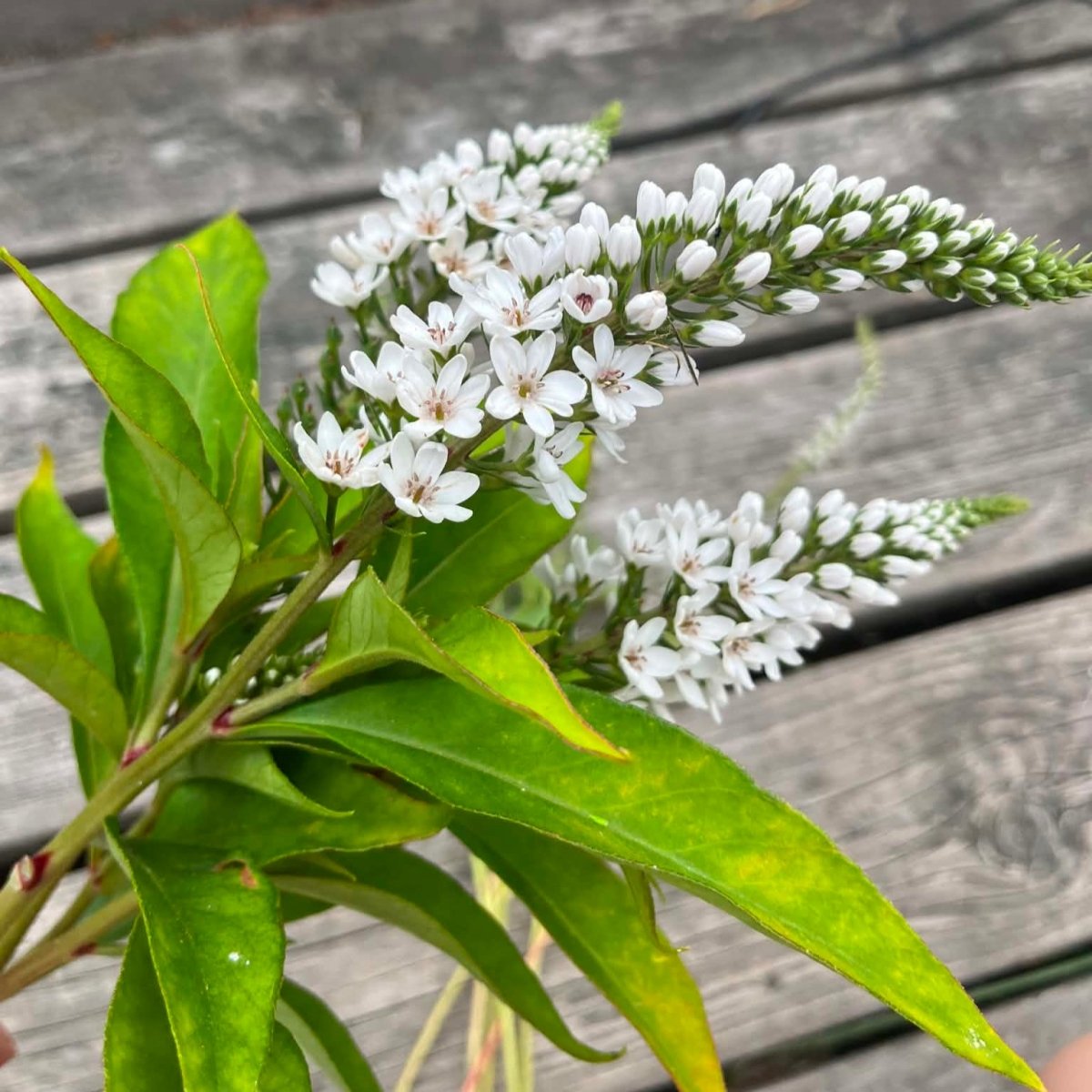 Vitlysing – Fröer för snittblomsodling