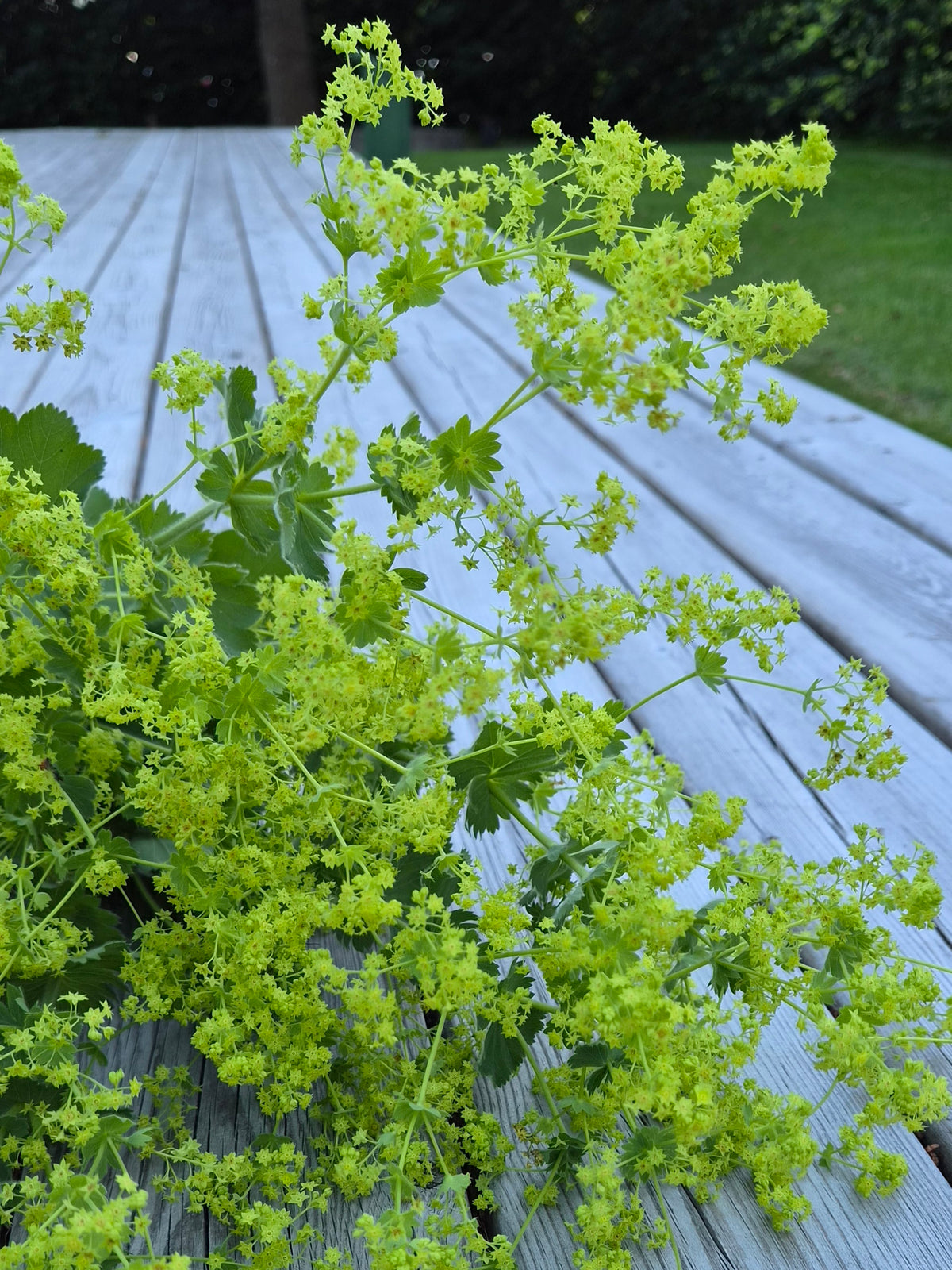 Jättedaggkåpa – Pluggplanta 1 st