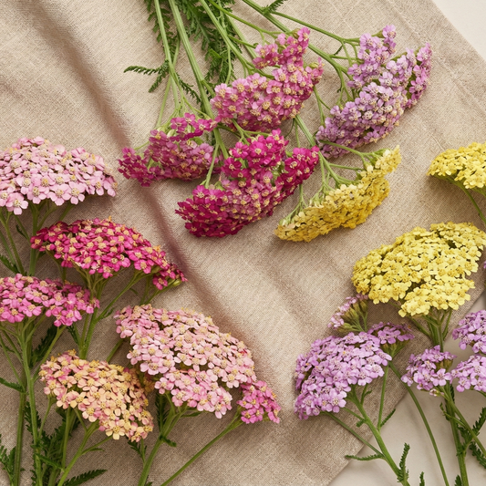 Röllika 'Summer Pastels'