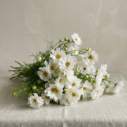 Rosenskära 'Double Click Snowpuff'