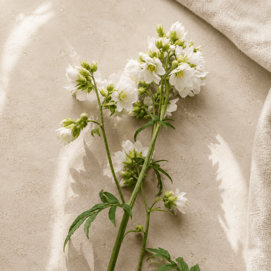 Blågull 'Alba' – Fröer för snittblomsodling