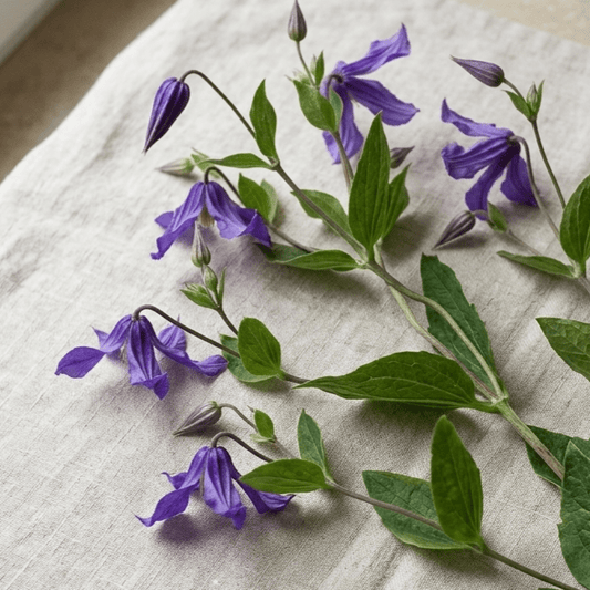 Klematis integrifolia – Fröer för snittblomsodling