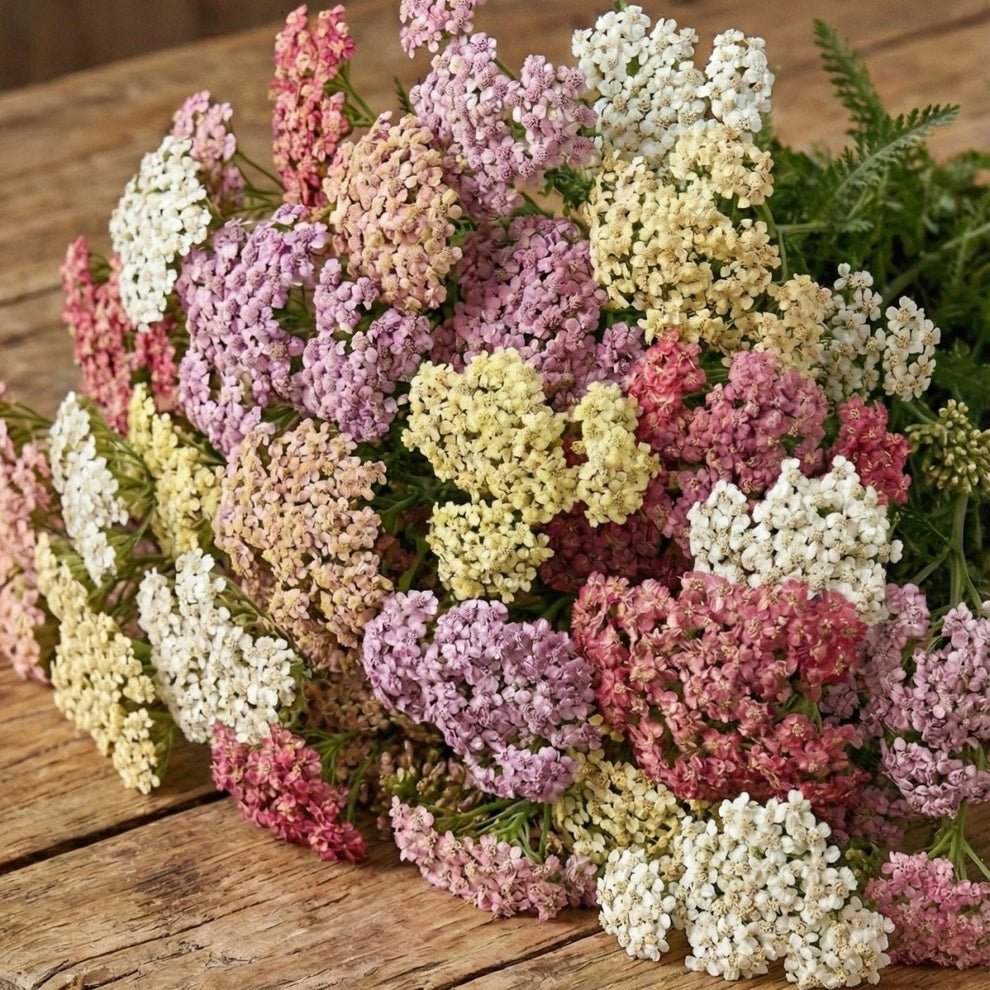 Röllika 'Colorado' – Pluggplanta 1 st – Pluggplantor för snittblomsodling