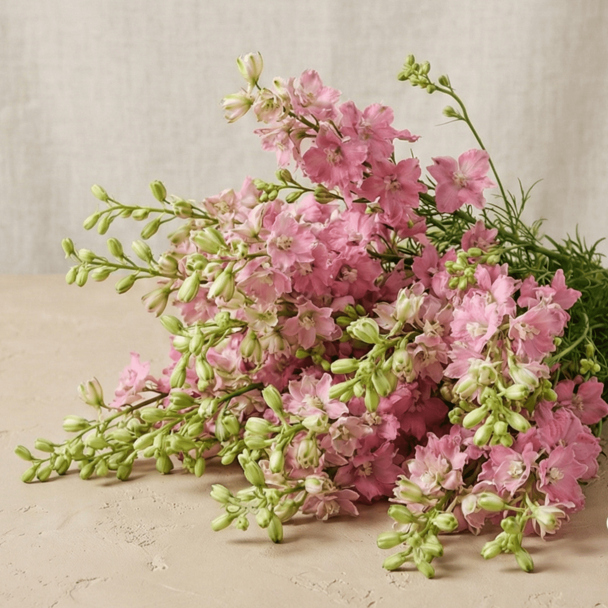 Riddarsporre 'Rose' – Fröer för snittblomsodling