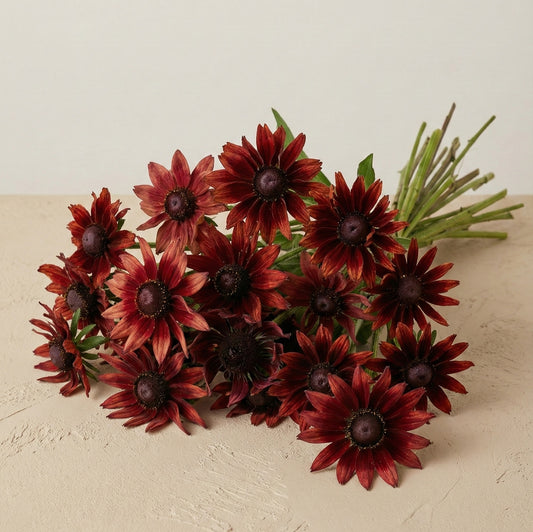 Sommarrudbeckia 'Cherry Brandy'