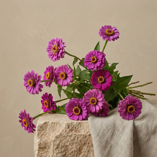 Zinnia 'Purple Prince'