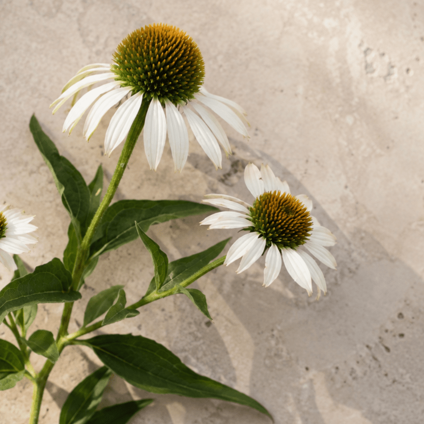 Röd solhatt 'Primadonna White' – Fröer för snittblomsodling