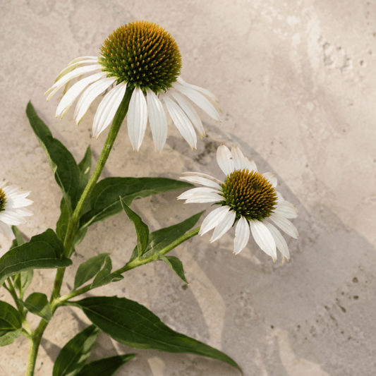 Röd solhatt 'Primadonna White' – Fröer för snittblomsodling
