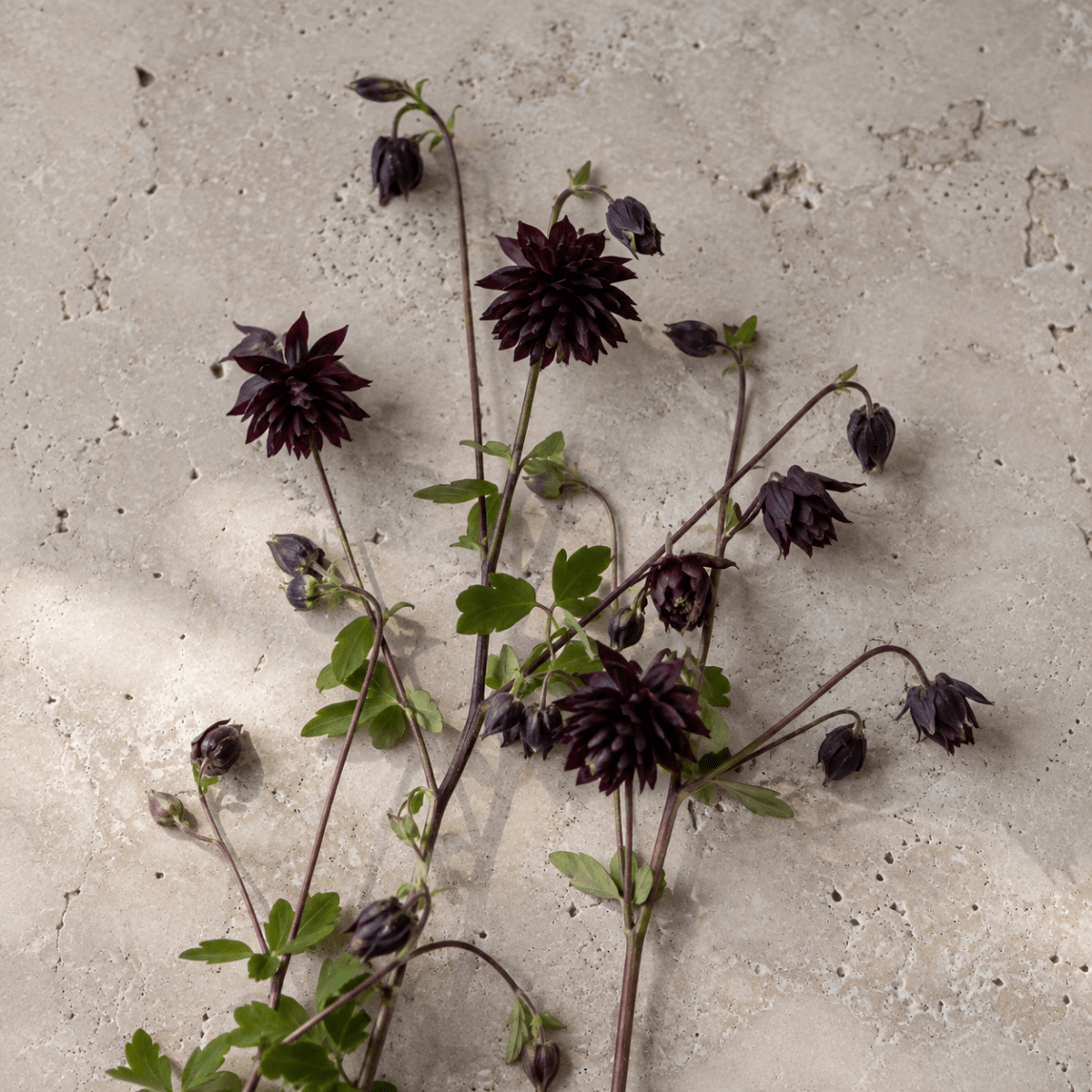 Akleja 'Black Barlow' – Fröer för snittblomsodling