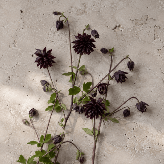 Akleja 'Black Barlow' – Fröer för snittblomsodling