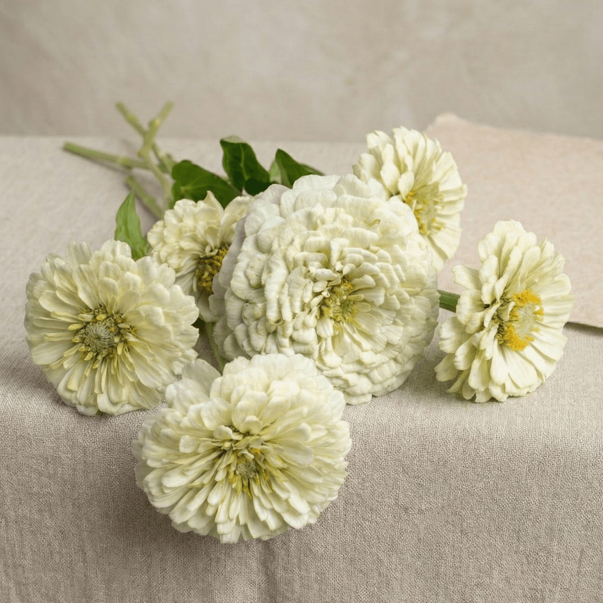 Zinnia 'Polar Bear' – Fröer för snittblomsodling