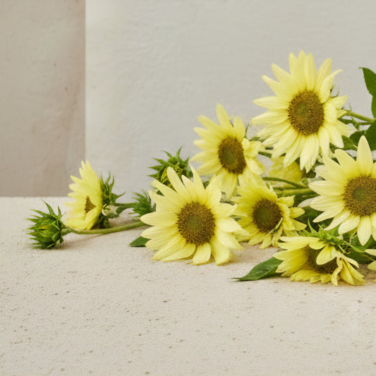 Solros 'Italian Green Heart'