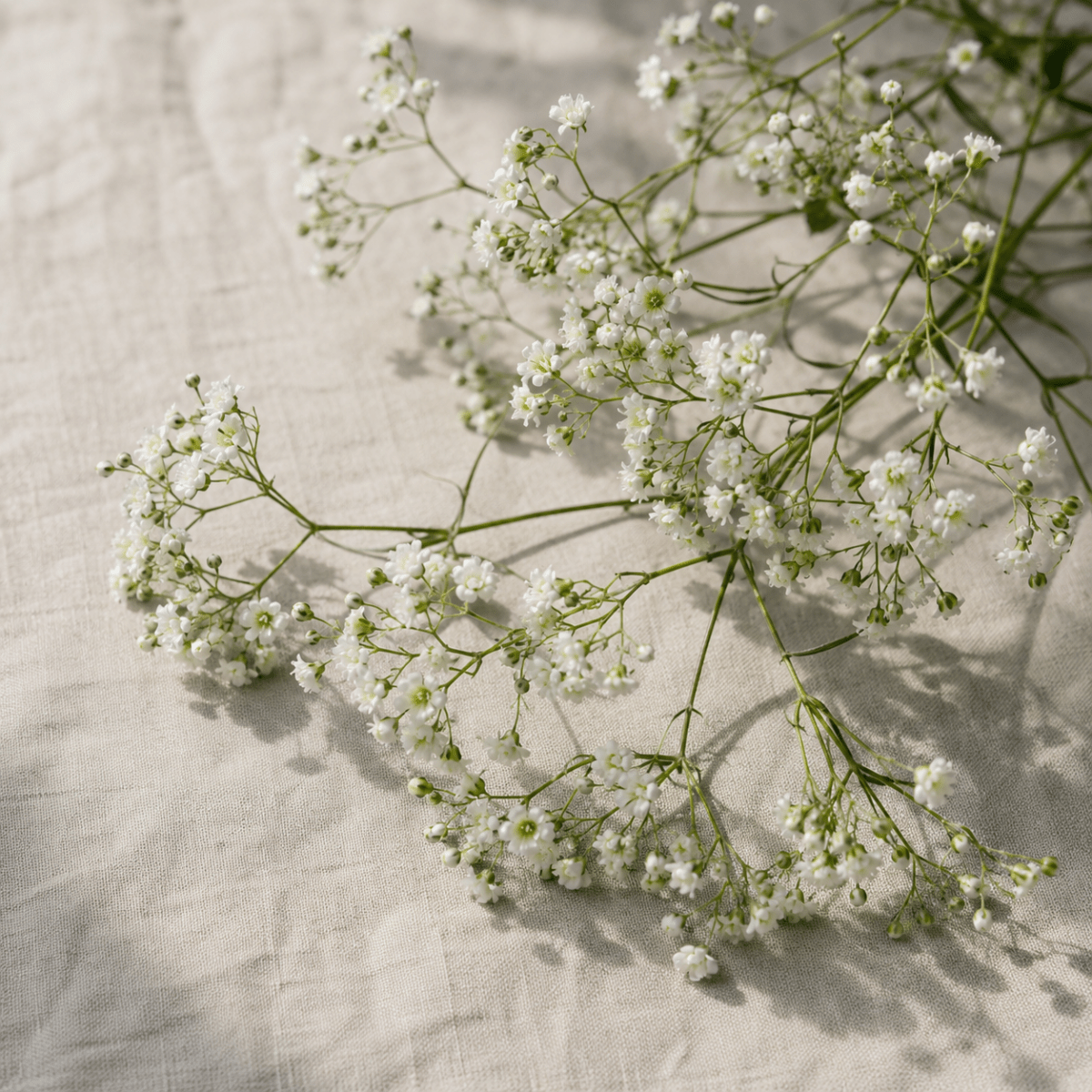 Brudslöja 'Snowflake' – Fröer för snittblomsodling