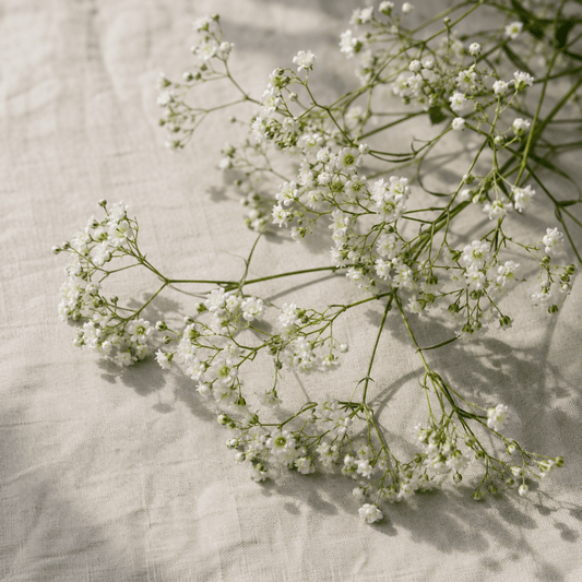 Brudslöja 'Snowflake' – Fröer för snittblomsodling