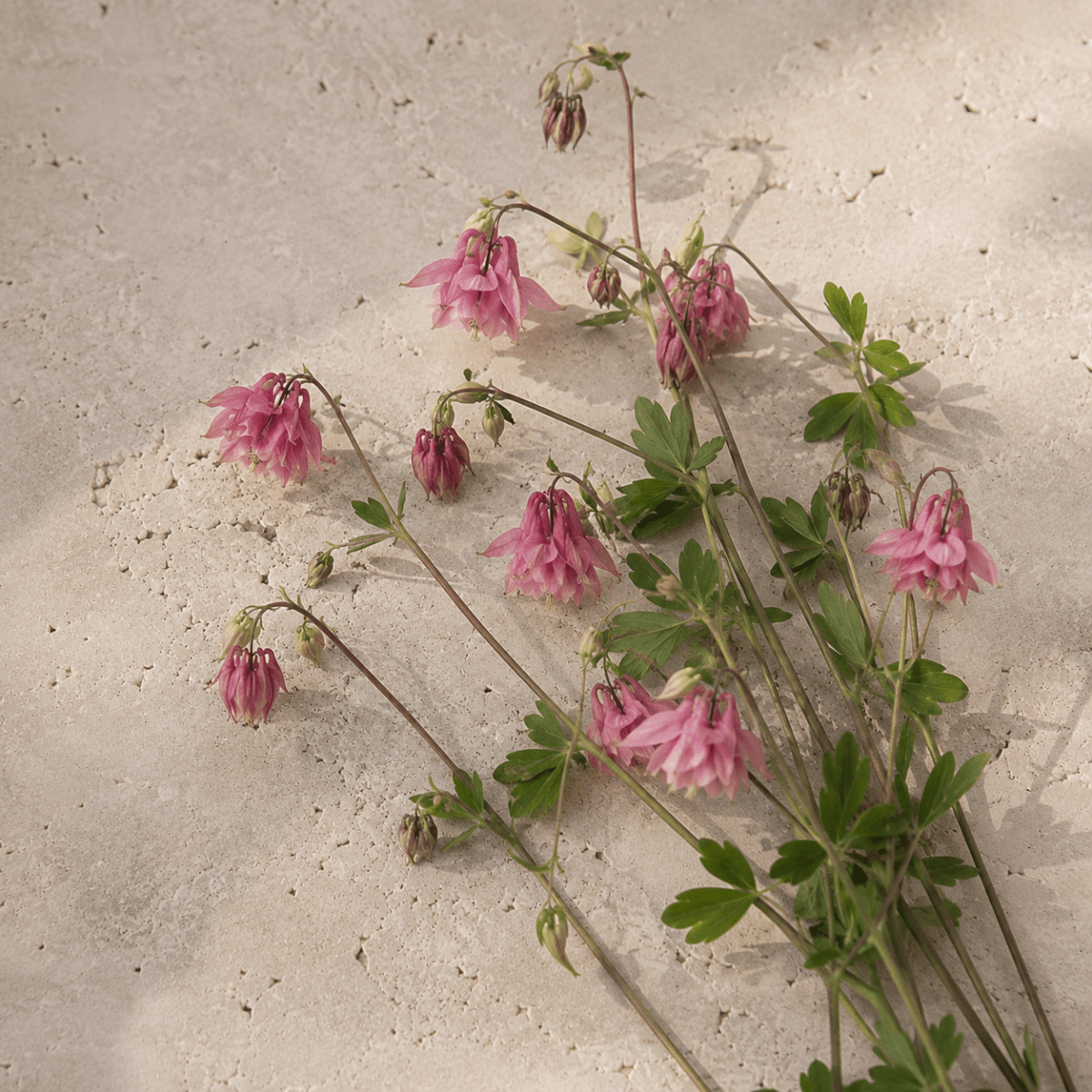 Akleja 'Heidi' – Fröer för snittblomsodling