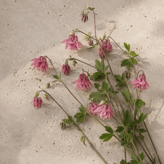 Akleja 'Heidi' – Fröer för snittblomsodling