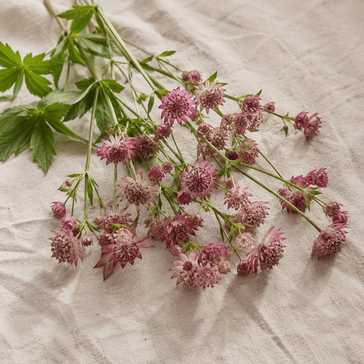 Stjärnflocka 'Rosensinfonie' – Fröer för snittblomsodling