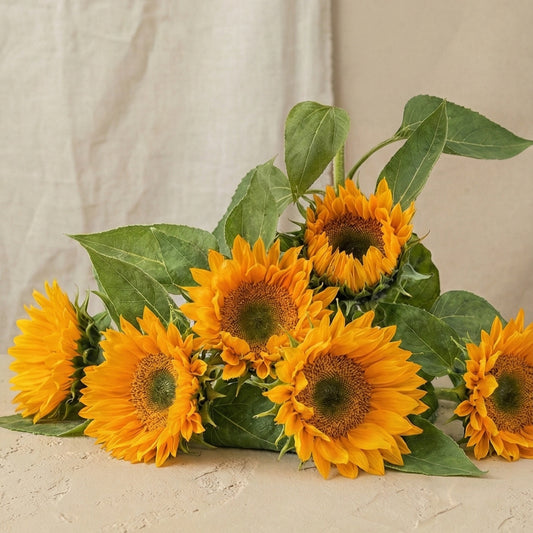 Solros 'Premier Up Gold'