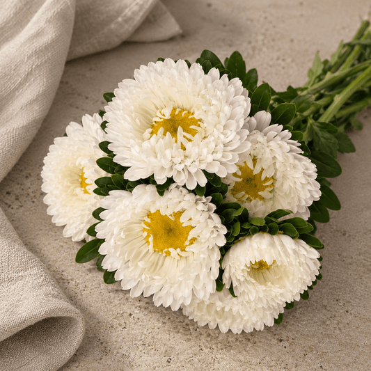 Aster 'Matsumoto White' – Fröer för snittblomsodling