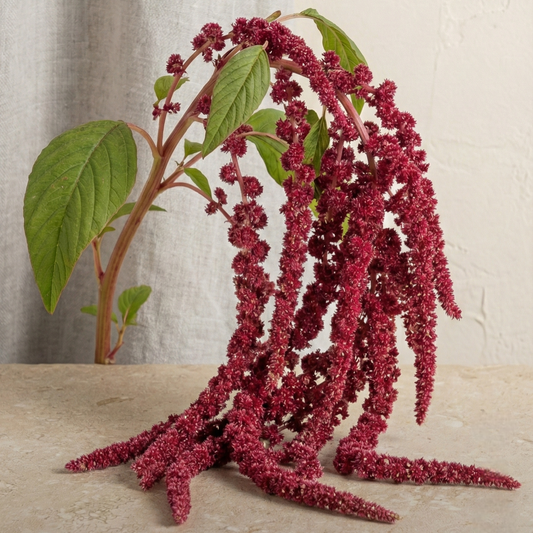 Amarant 'Pony Tails'