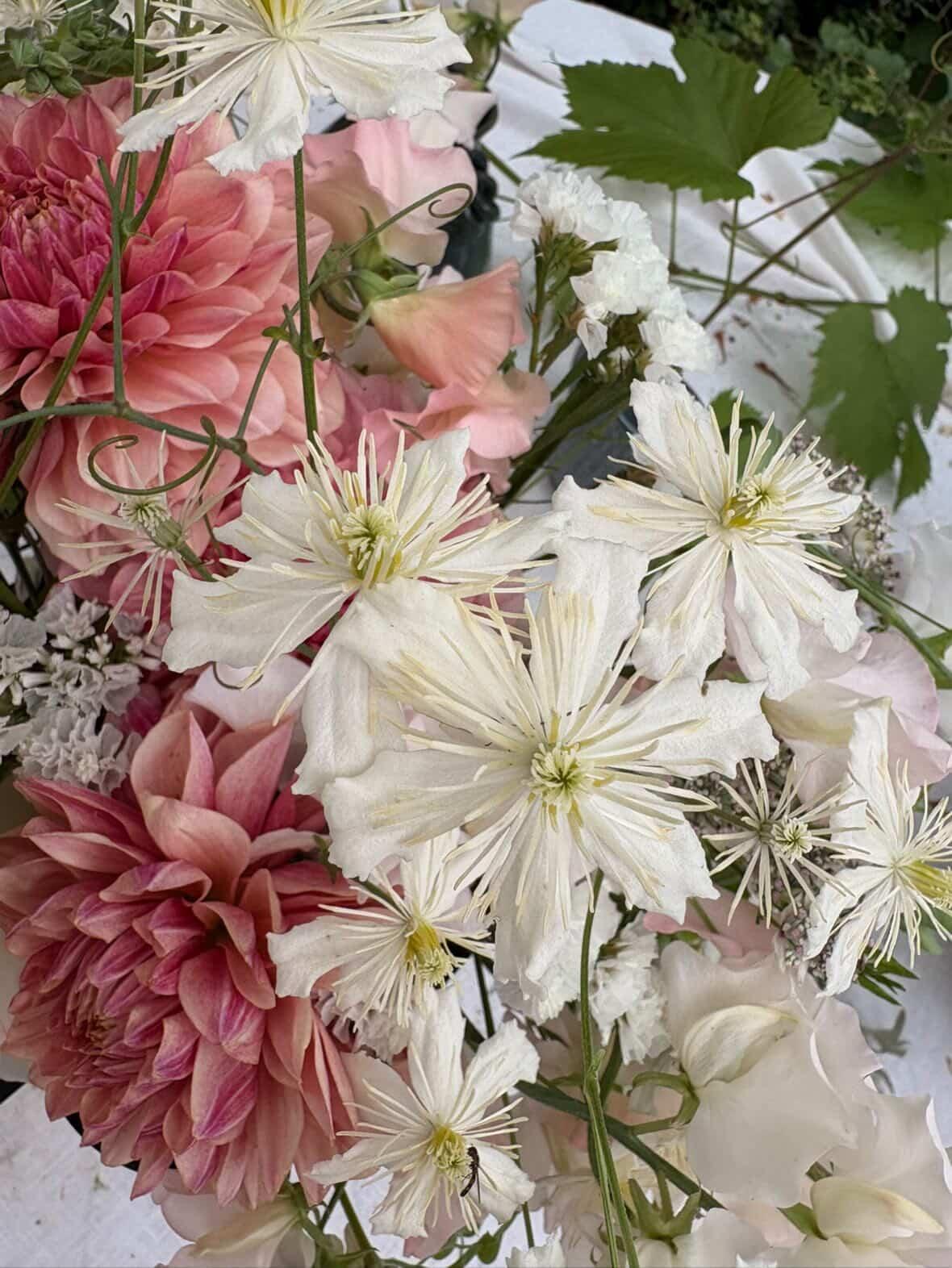 Klematis 'Paul Farges' – Pluggplanta 1 st – Pluggplantor för snittblomsodling