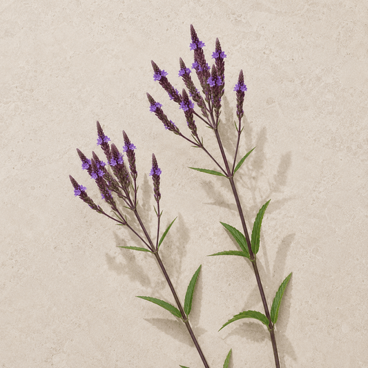 Blåverbena 'Blue Spires' – Fröer för snittblomsodling