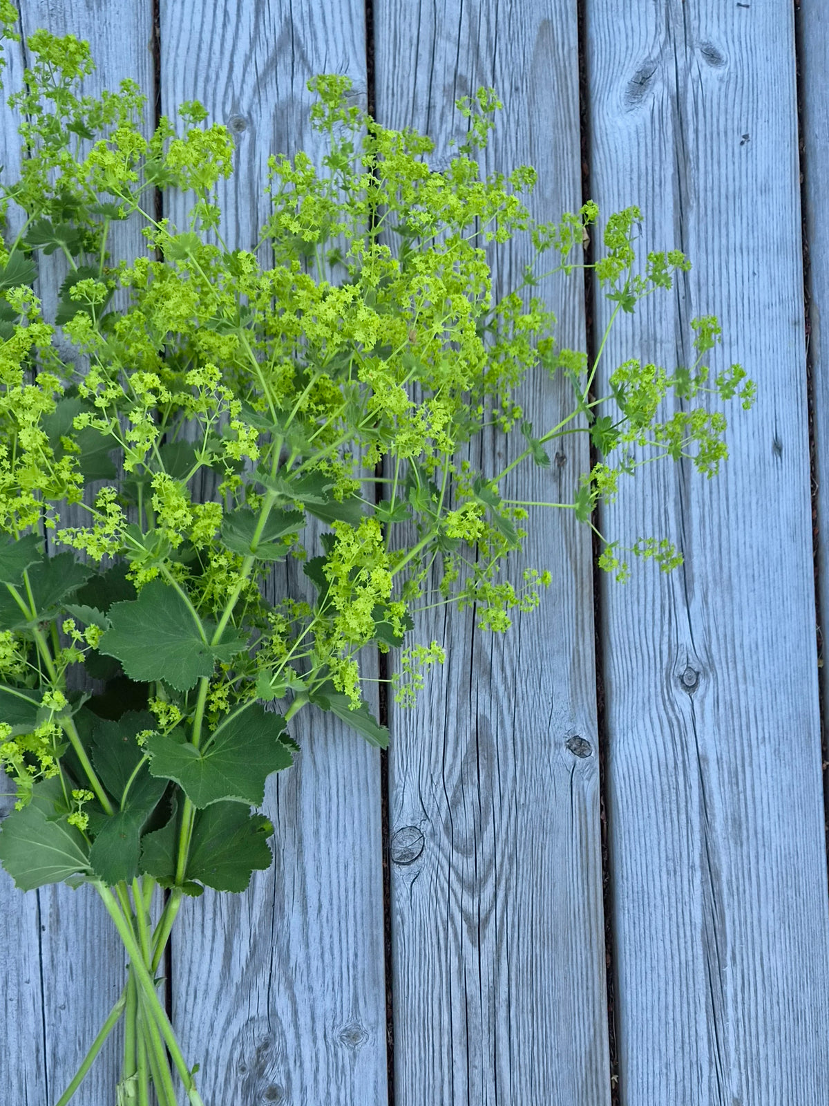 Jättedaggkåpa – Pluggplanta 1 st