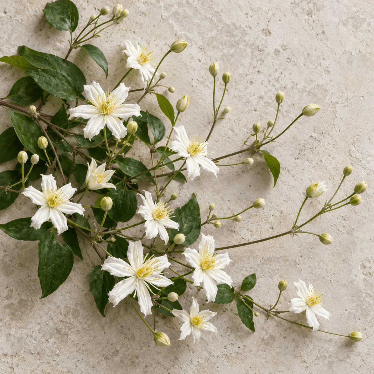 Klematis 'Paul Farges' – Pluggplanta 1 st – Pluggplantor för snittblomsodling